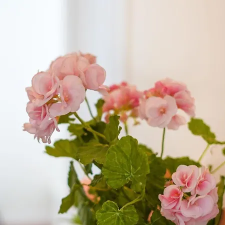 Appartamento Casa Da Avo Toninha By Quantique