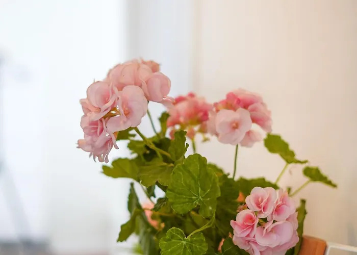 Apartment Casa Da Avo Toninha By Quantique